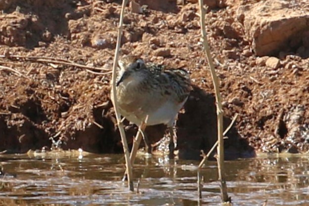 Sharp-tailed Sandpiper - Tracy McCarthey