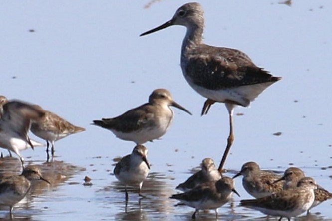 Dunlin - ML610010360