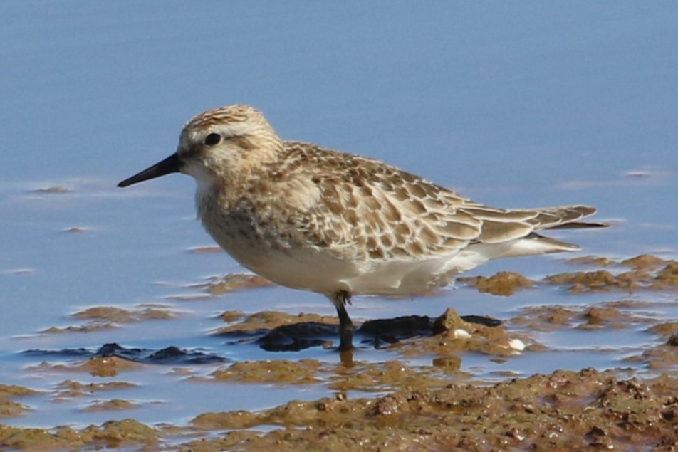 Baird's Sandpiper - ML610010371