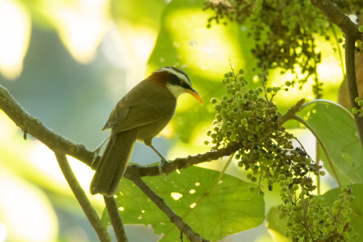 White-browed Scimitar-Babbler - ML610010381