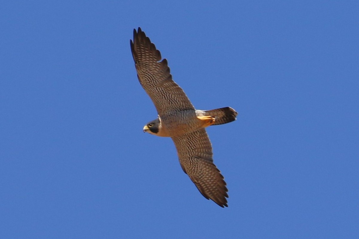 Halcón Peregrino (anatum) - ML610010382