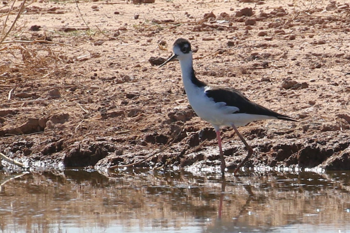 Cigüeñuela Cuellinegra - ML610010418