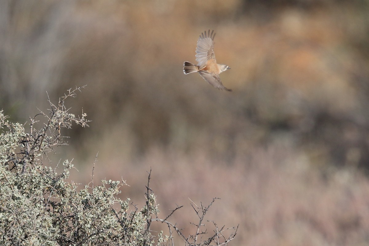 Banded Whiteface - ML610010420