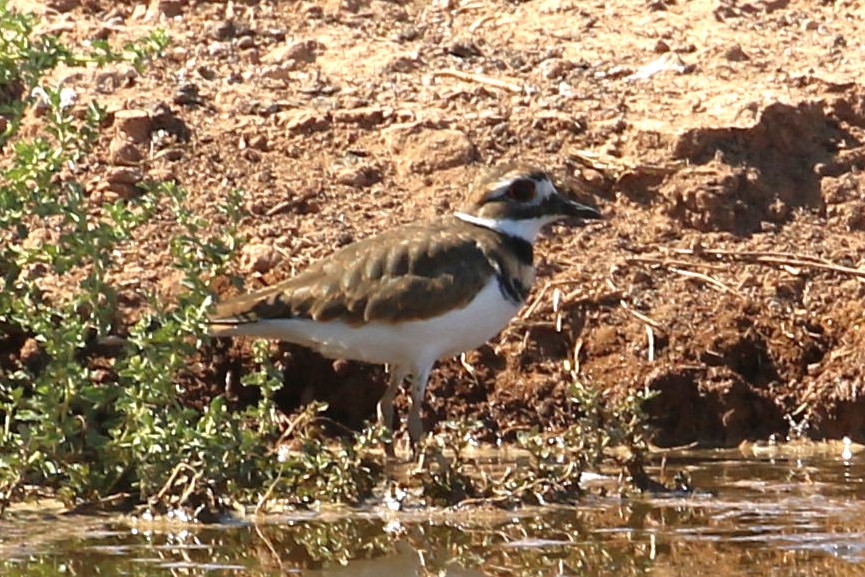 Killdeer - Tracy McCarthey