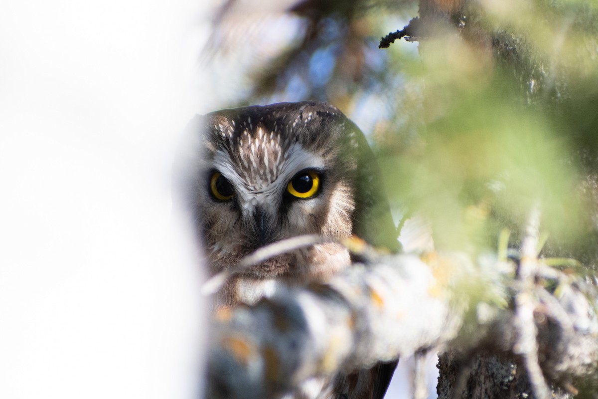 Northern Saw-whet Owl - ML610010442