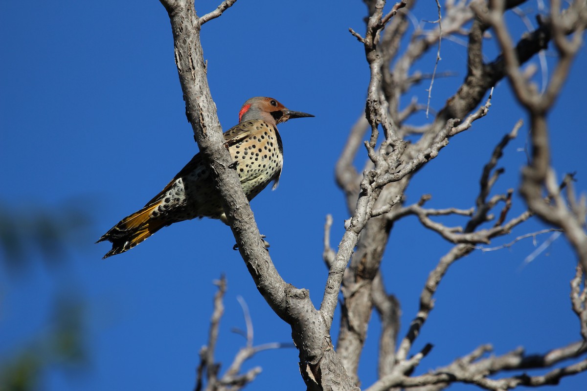 Northern Flicker (Yellow-shafted) - ML610010493