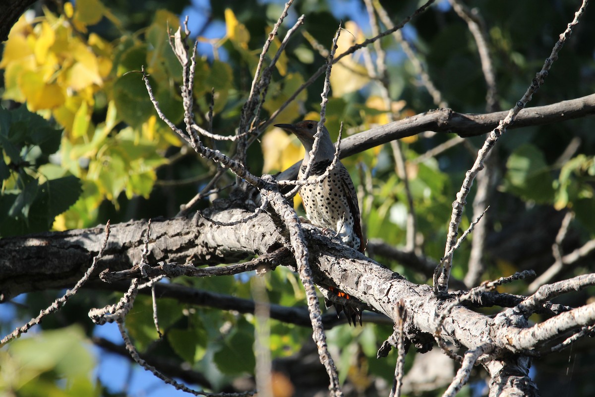 Northern Flicker (Red-shafted) - ML610010495