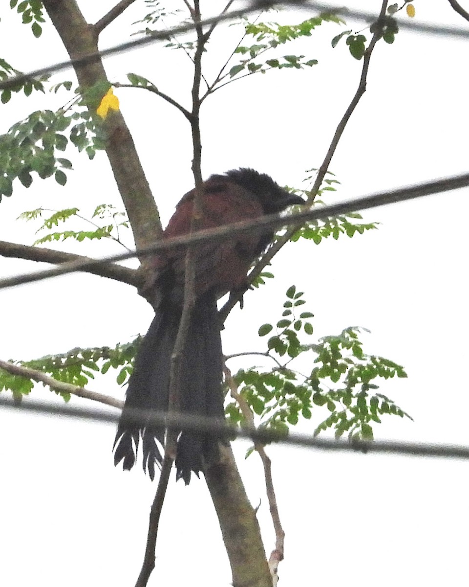 Greater Coucal - ML610010512