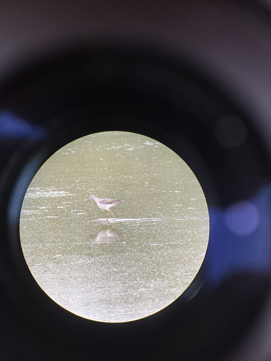 Greater Yellowlegs - ML610010564