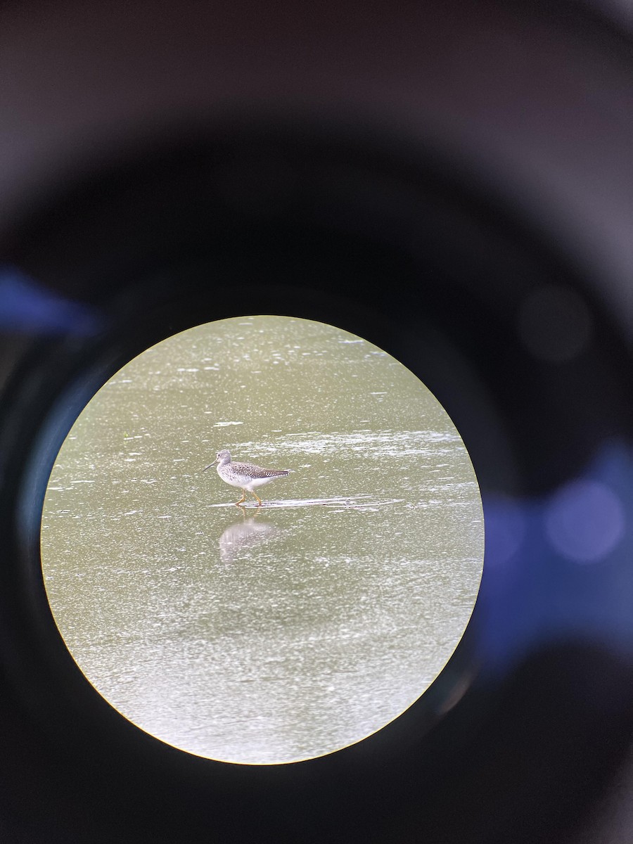 Greater Yellowlegs - ML610010566