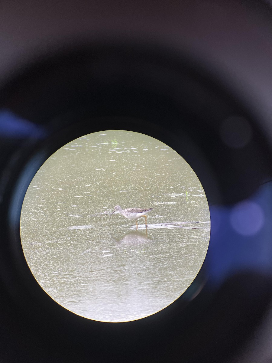 Greater Yellowlegs - ML610010567