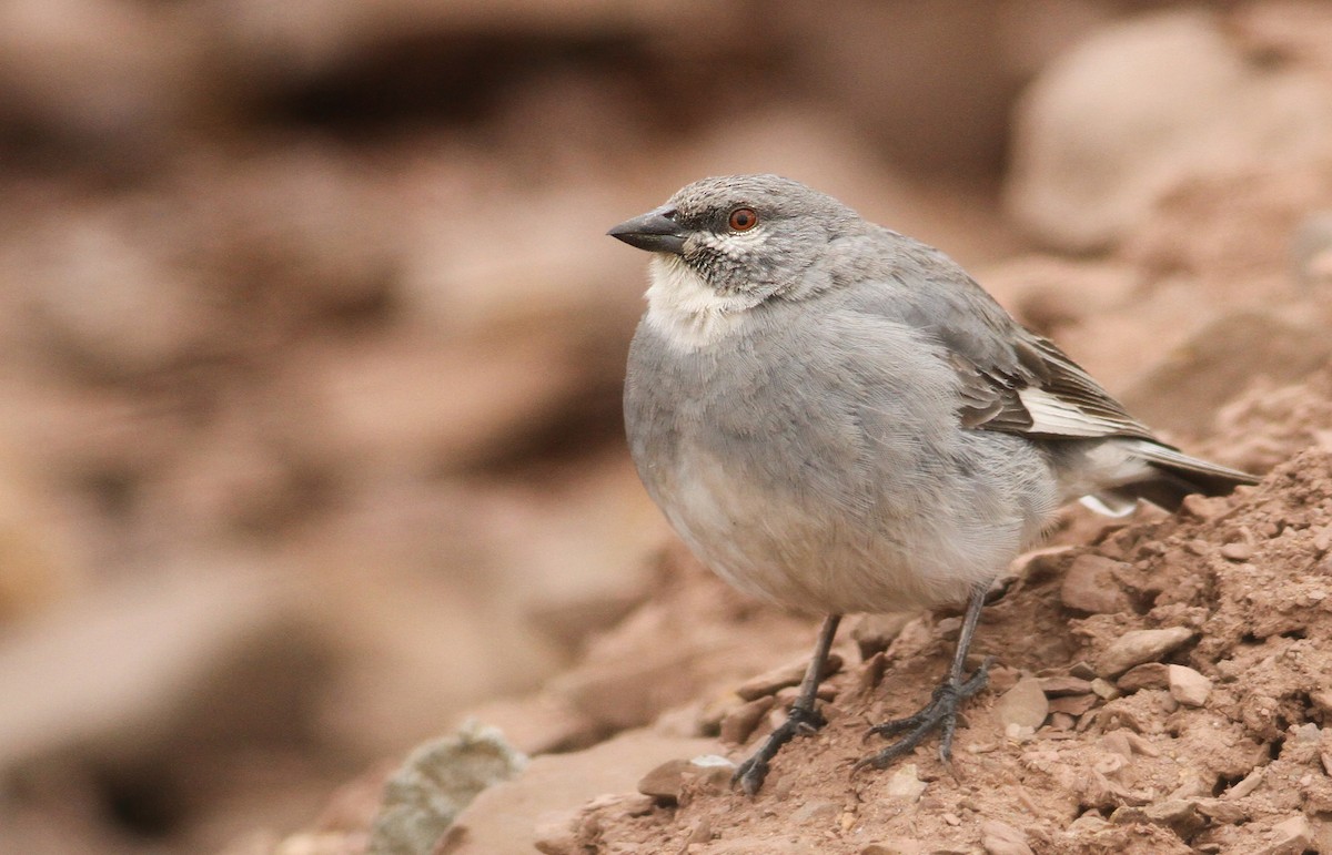 Glacier Finch - ML61001061