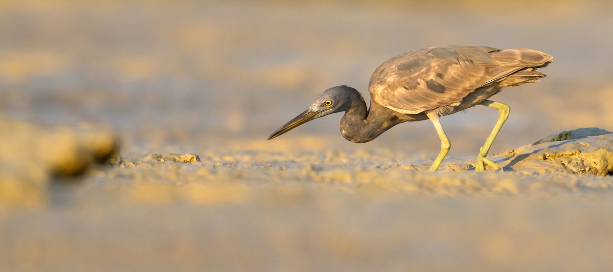 Pacific Reef-Heron - ML610010712