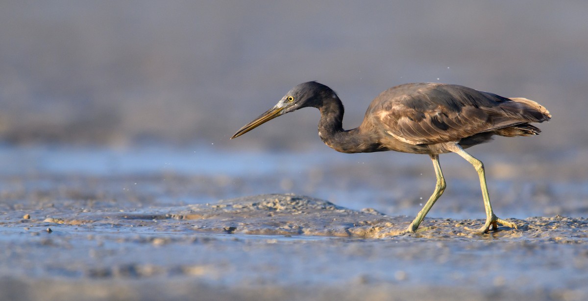 Pacific Reef-Heron - ML610010716