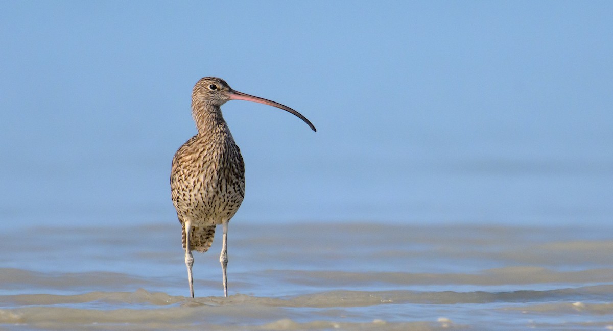 Far Eastern Curlew - ML610010744