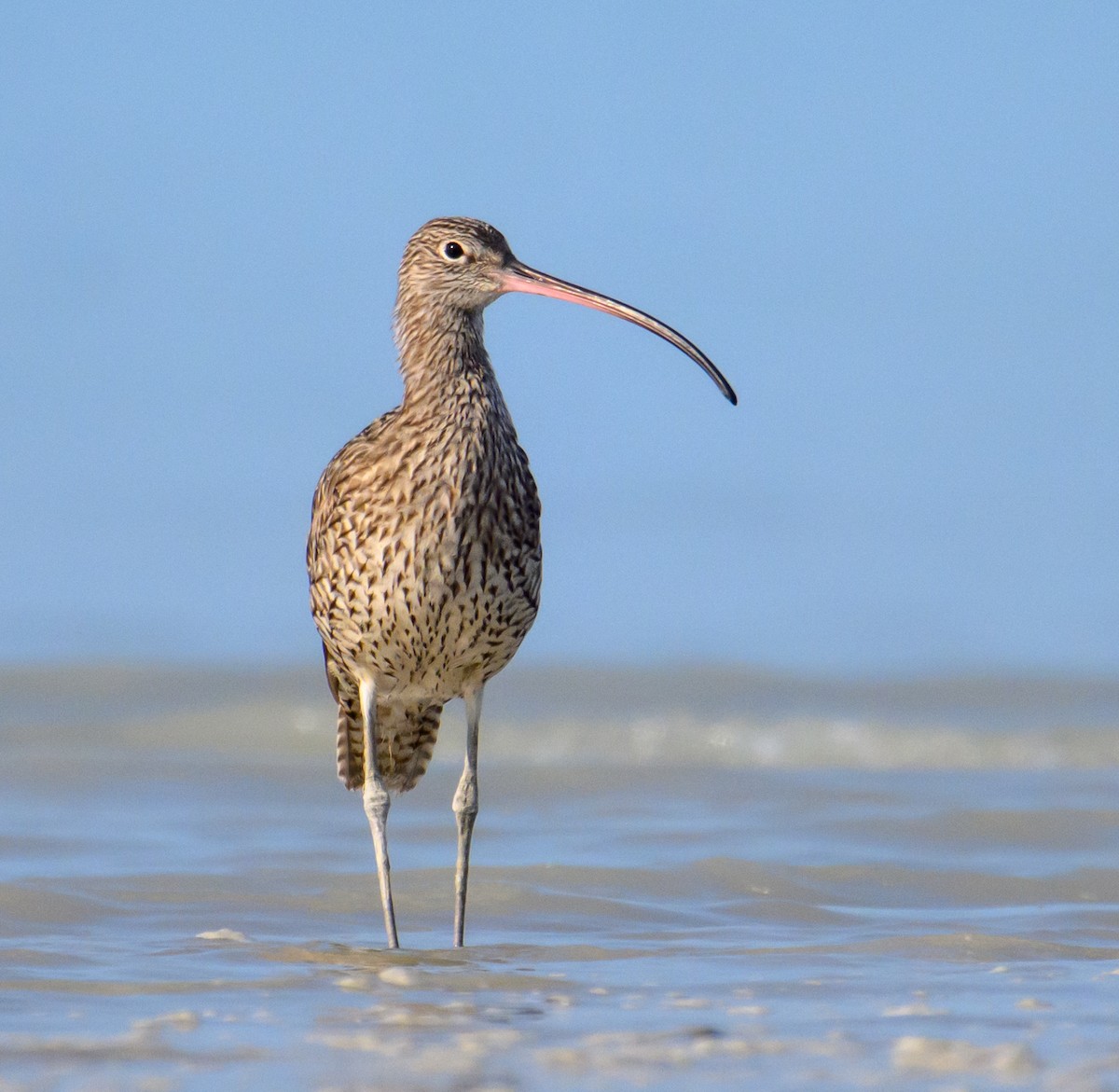 Far Eastern Curlew - ML610010746