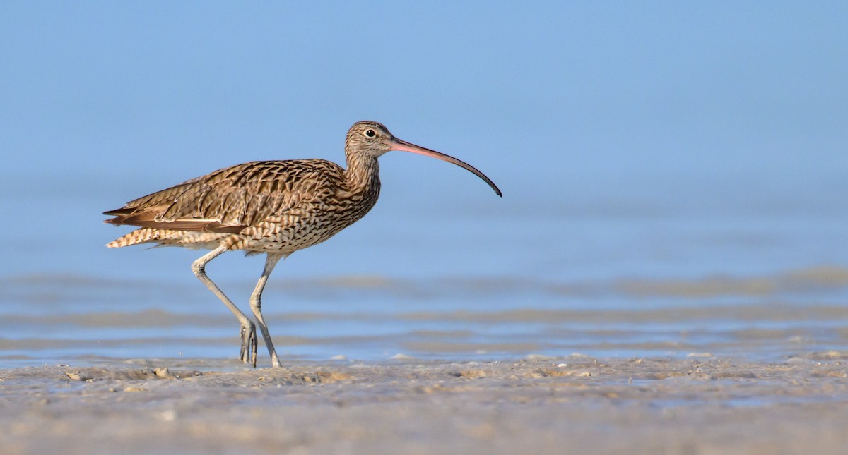 Far Eastern Curlew - ML610010747