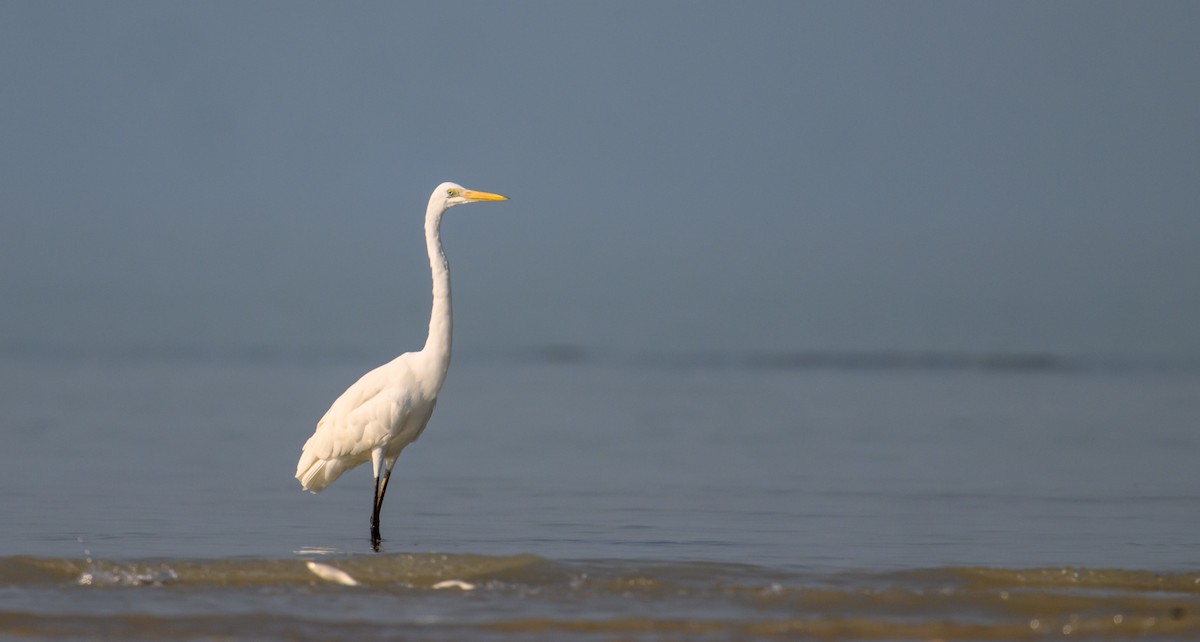 Great Egret - ML610010765