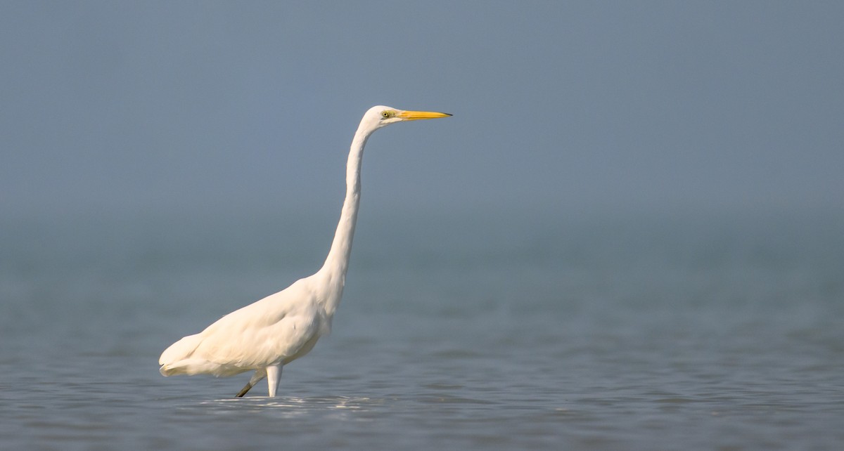 Great Egret - ML610010766