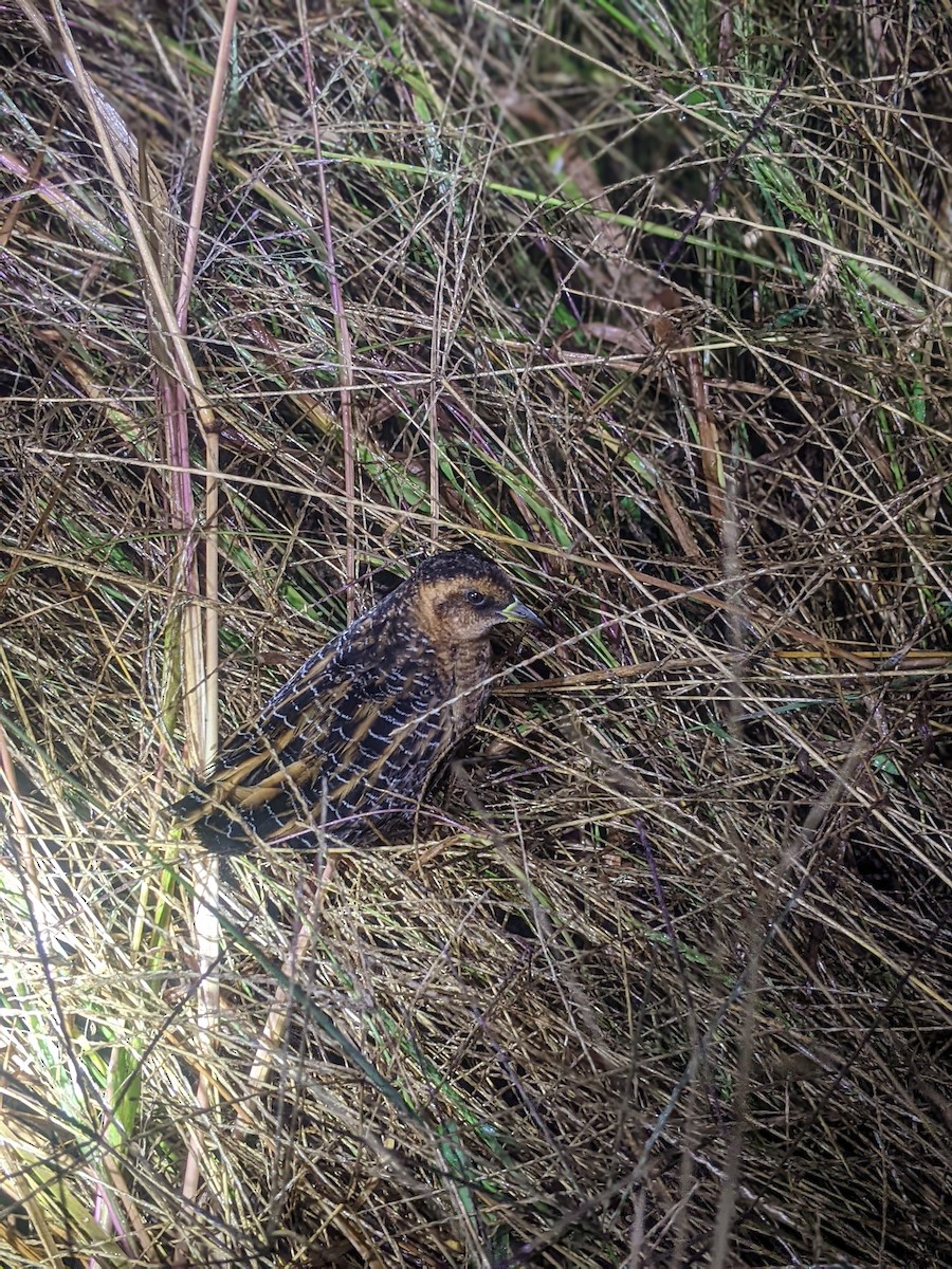 Yellow Rail - ML610010795