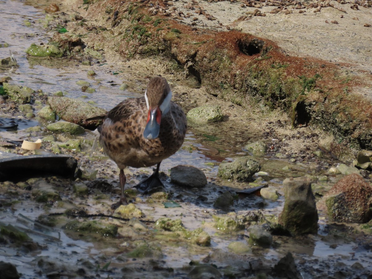 White-cheeked Pintail - ML610010828