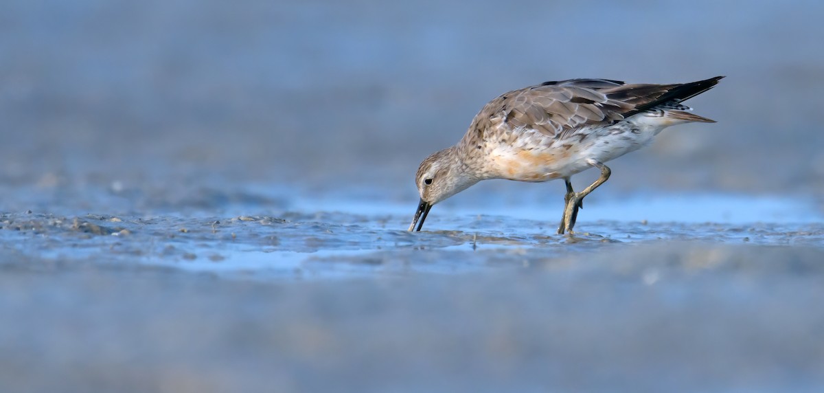 Red Knot - ML610010846