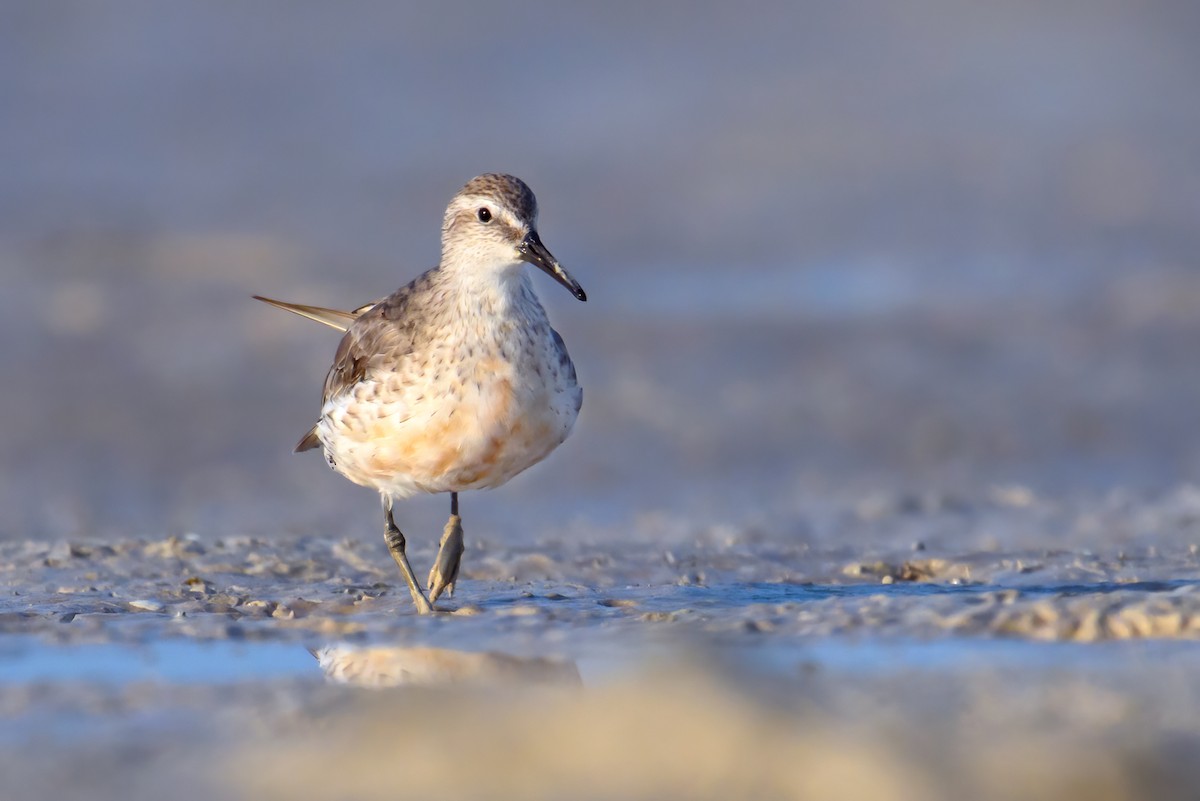 Red Knot - ML610010847