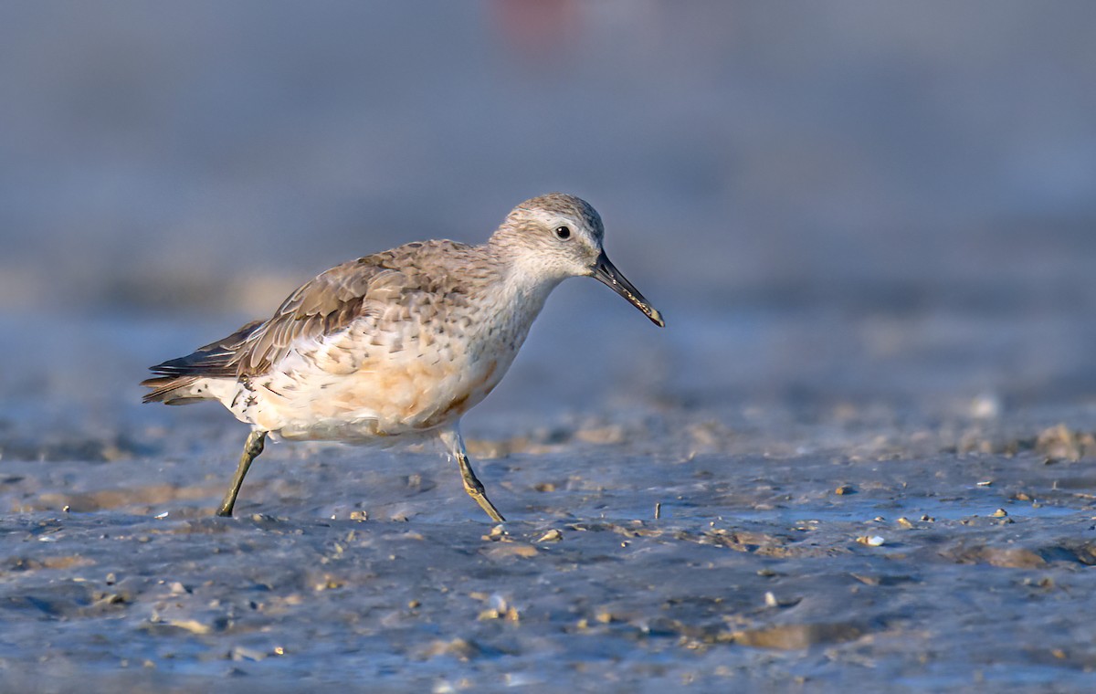 Red Knot - ML610010848