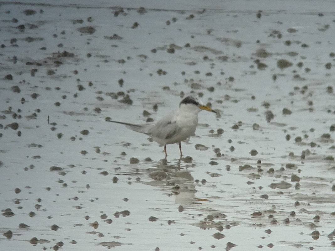 Little Tern - ML610010898