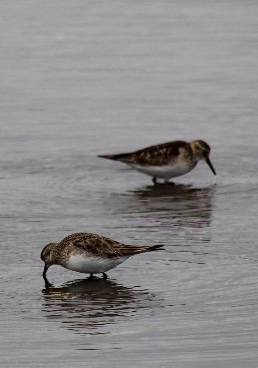 Baird's Sandpiper - ML610010933