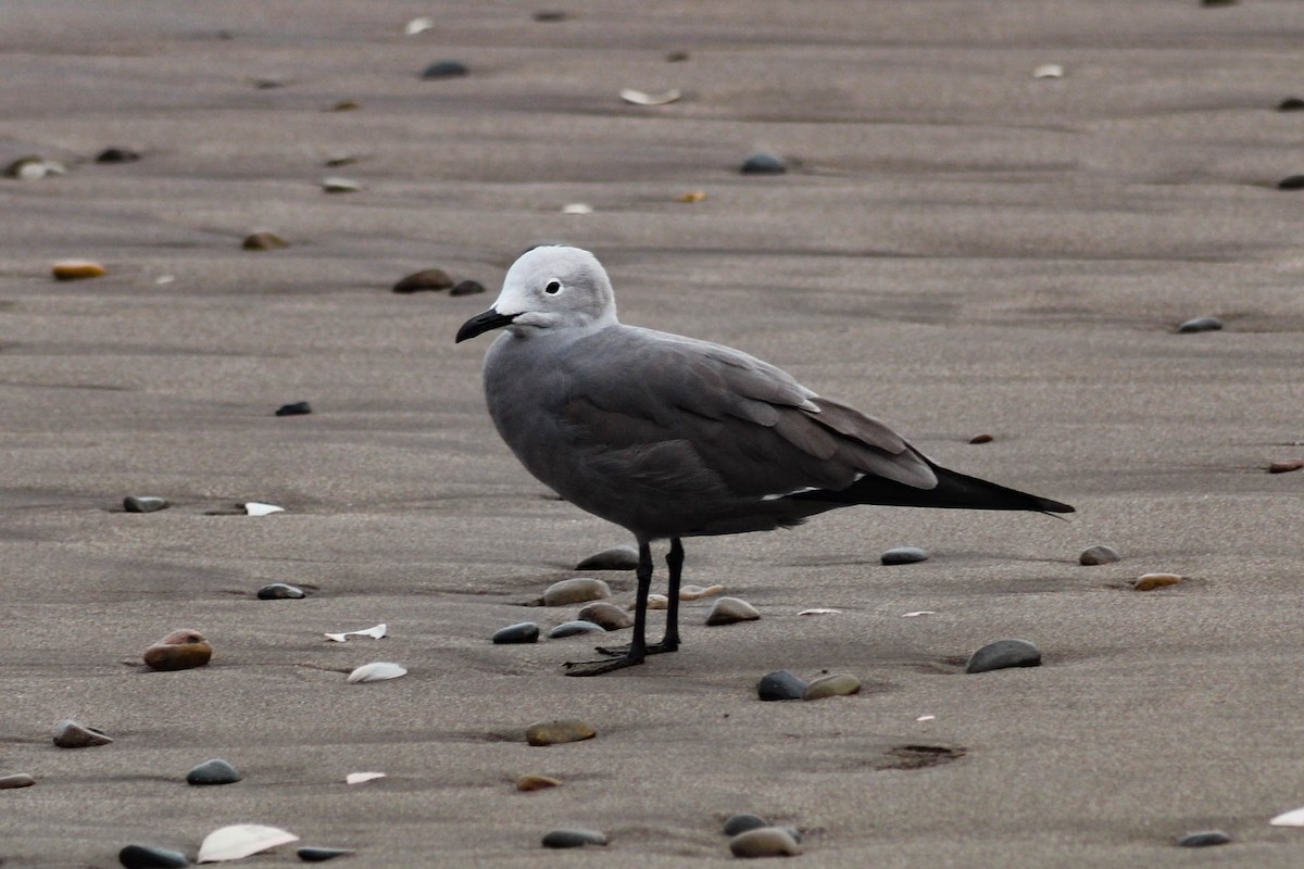 Gray Gull - ML610010935