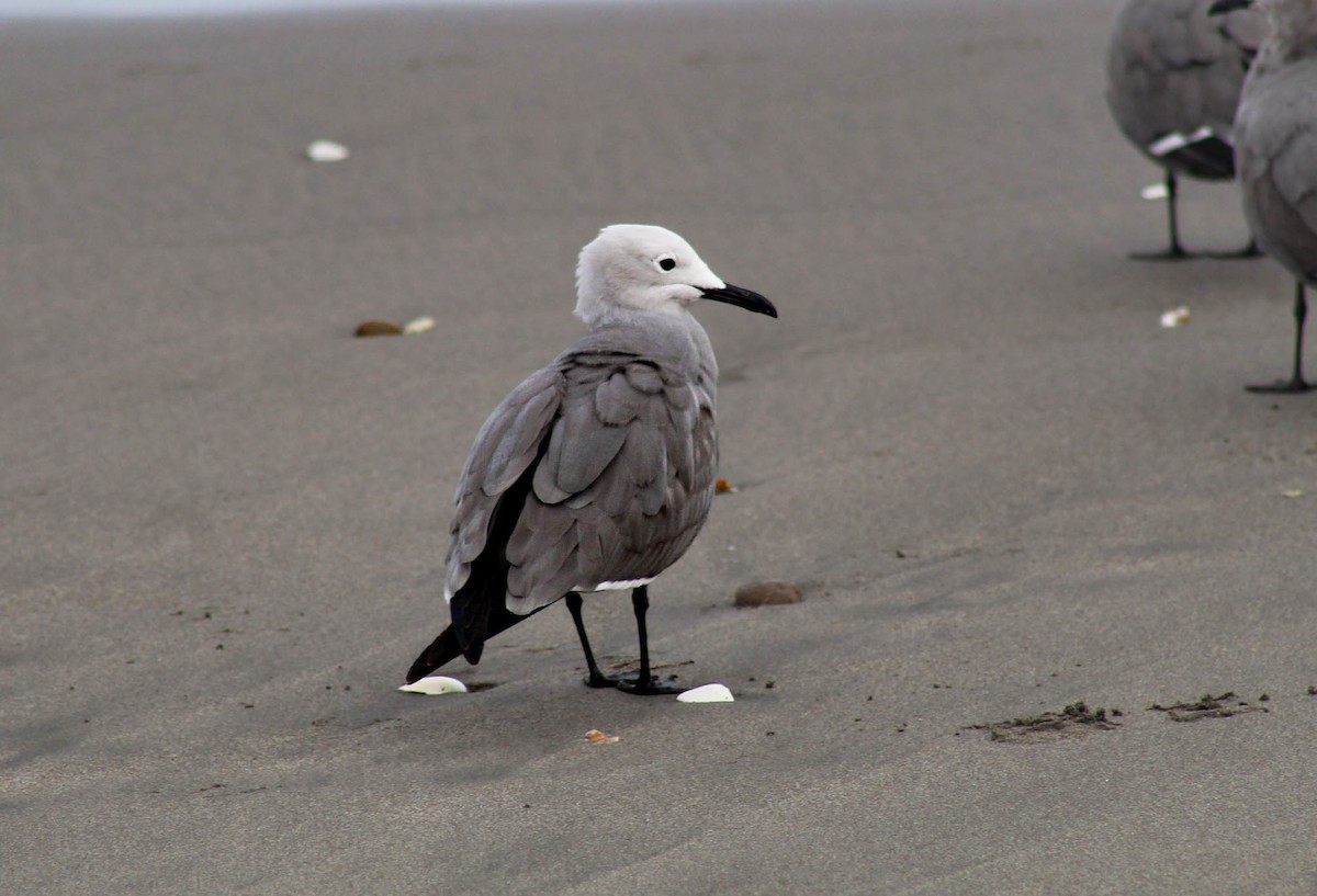 Gray Gull - ML610010938