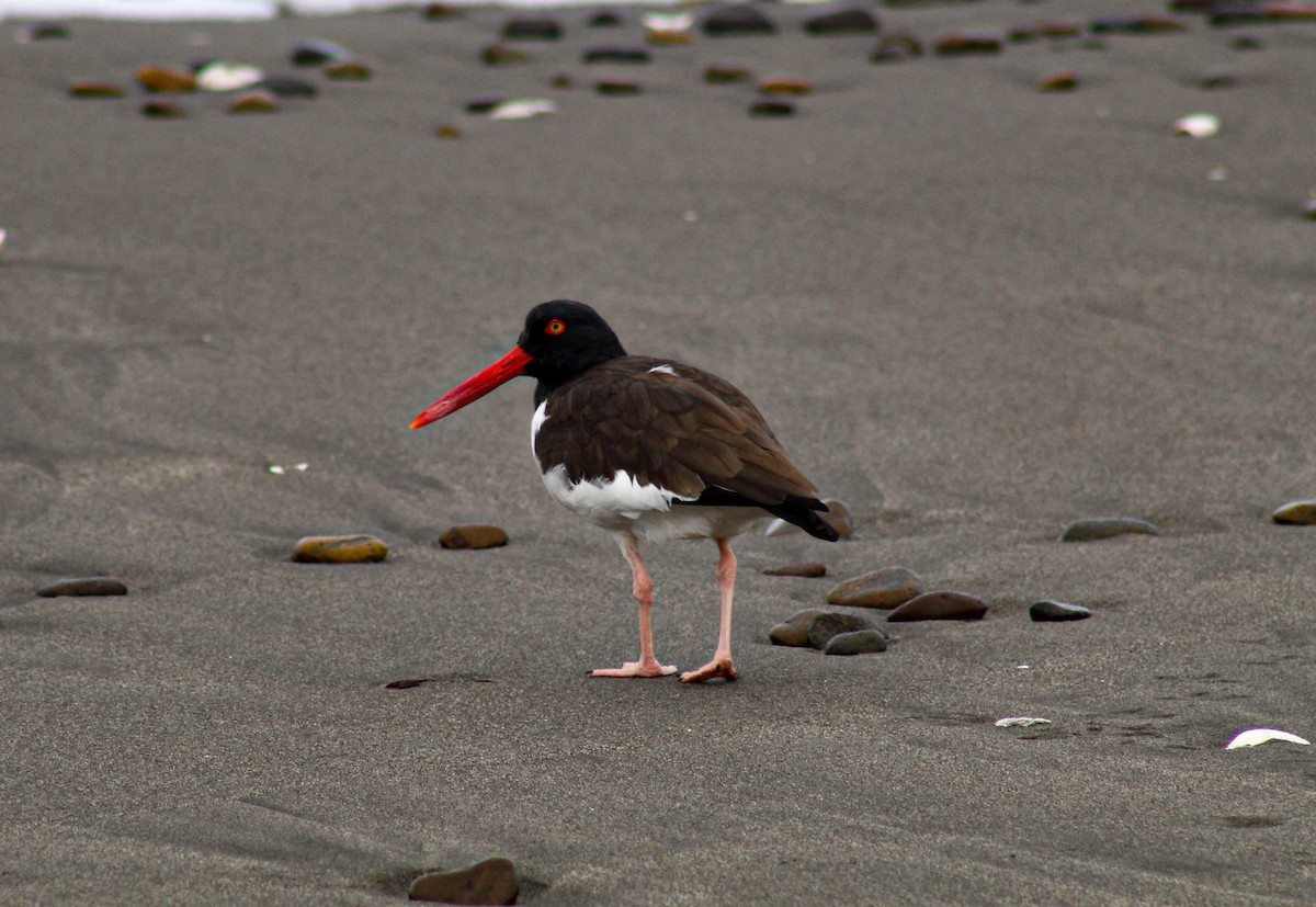 American Oystercatcher - ML610010943