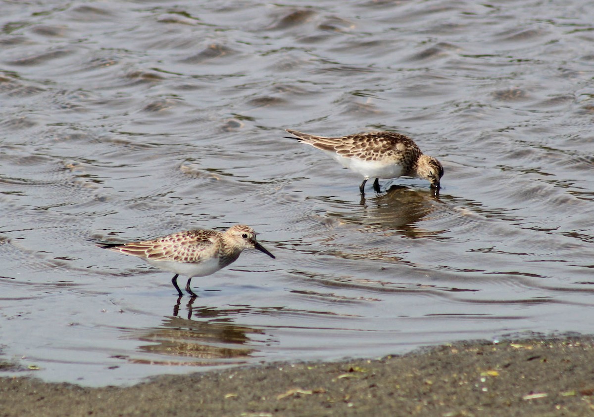 Baird's Sandpiper - ML610010980