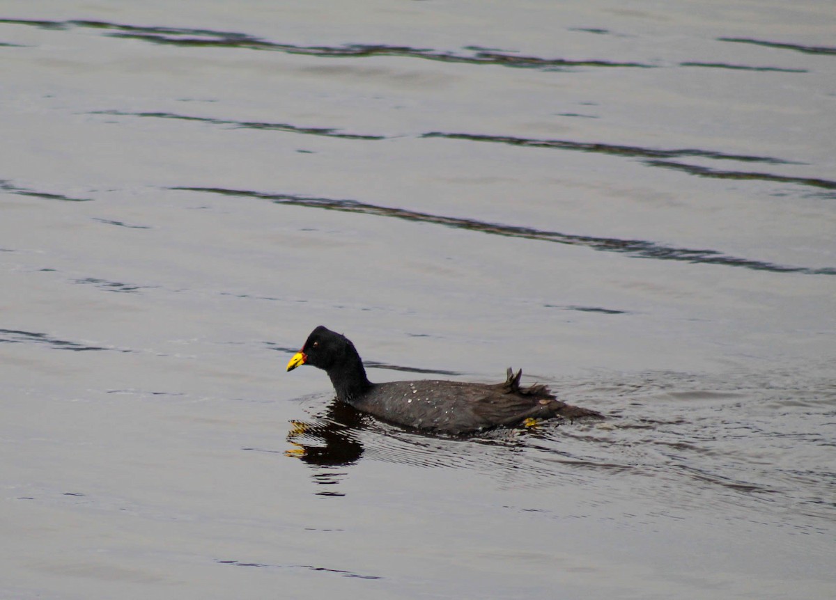 Red-fronted Coot - ML610010983