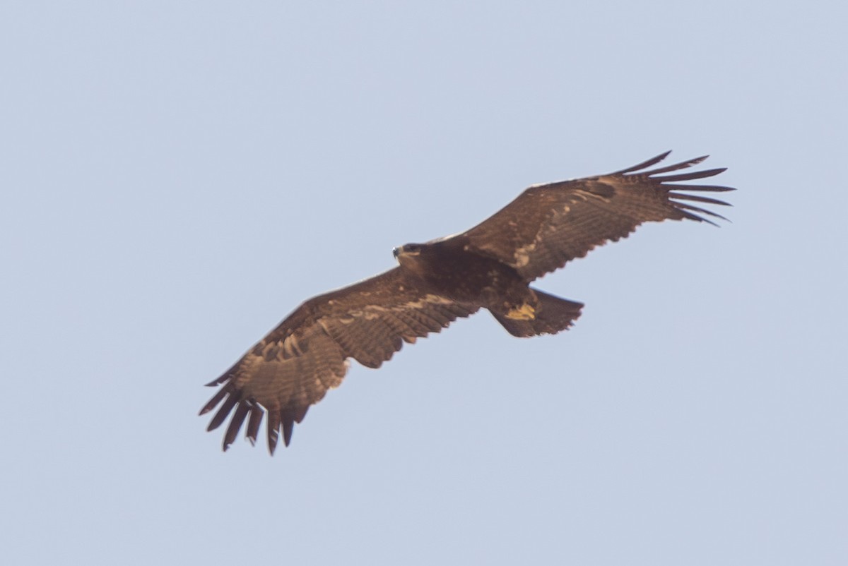 Águila Esteparia - ML610011013