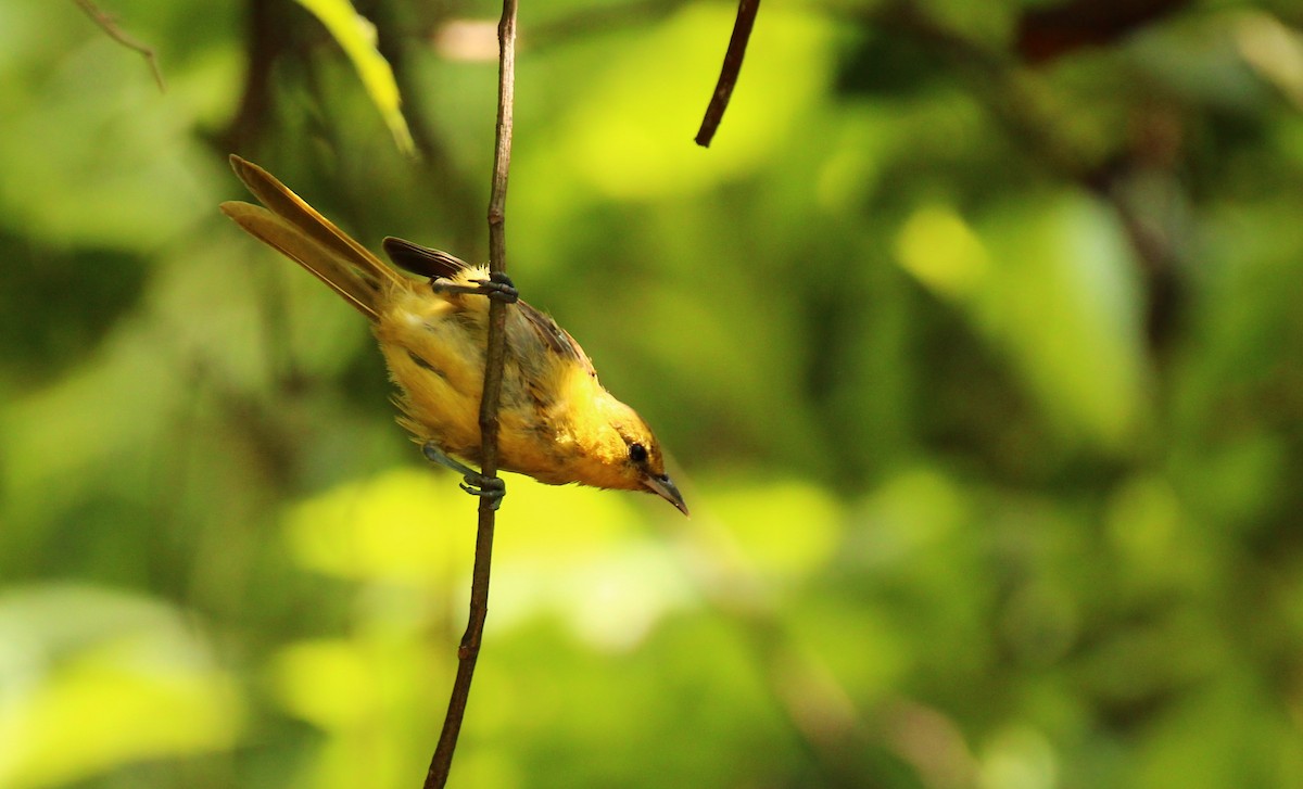 Hooded Oriole (cucullatus/sennetti) - ML610011016