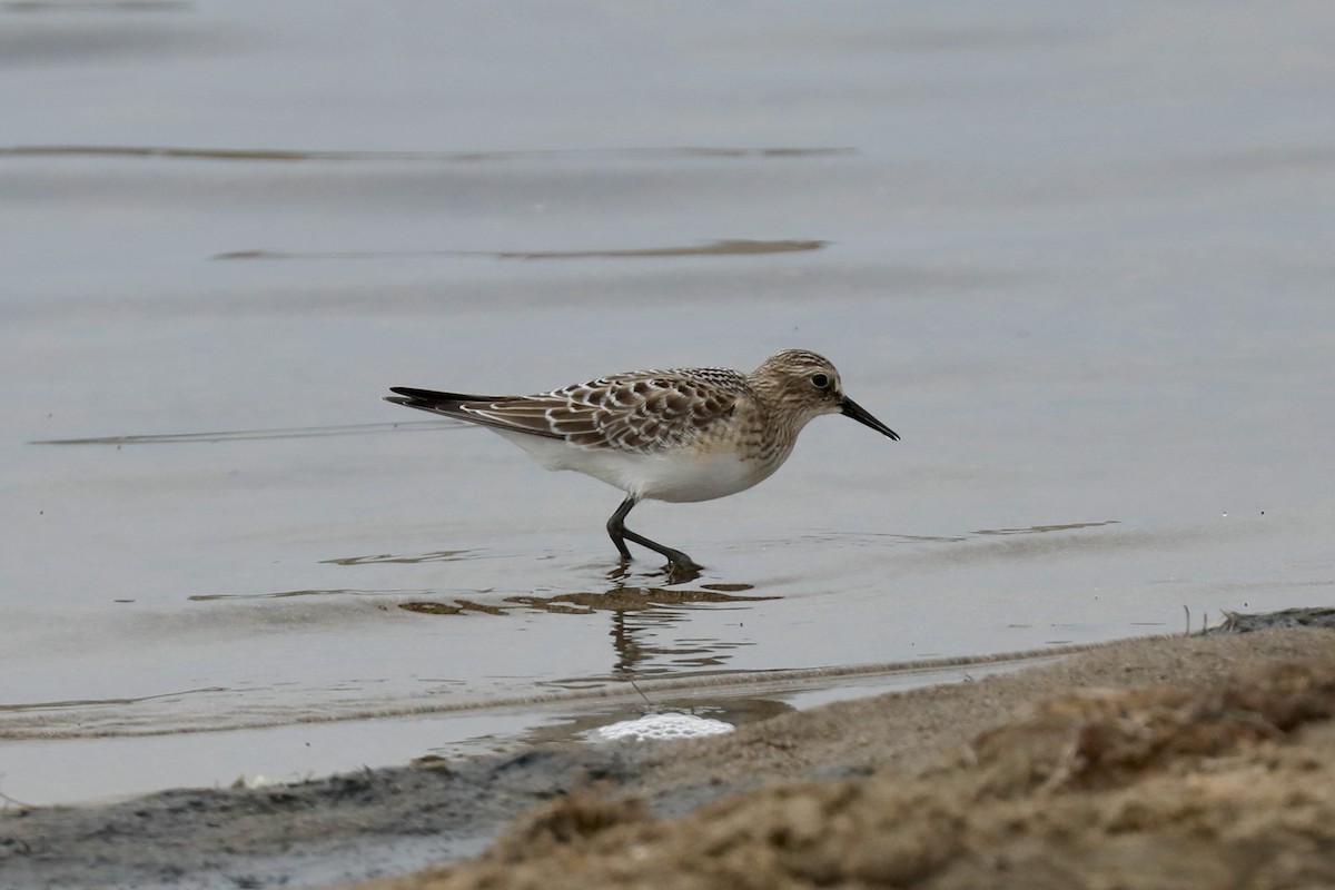 Baird's Sandpiper - ML610011019