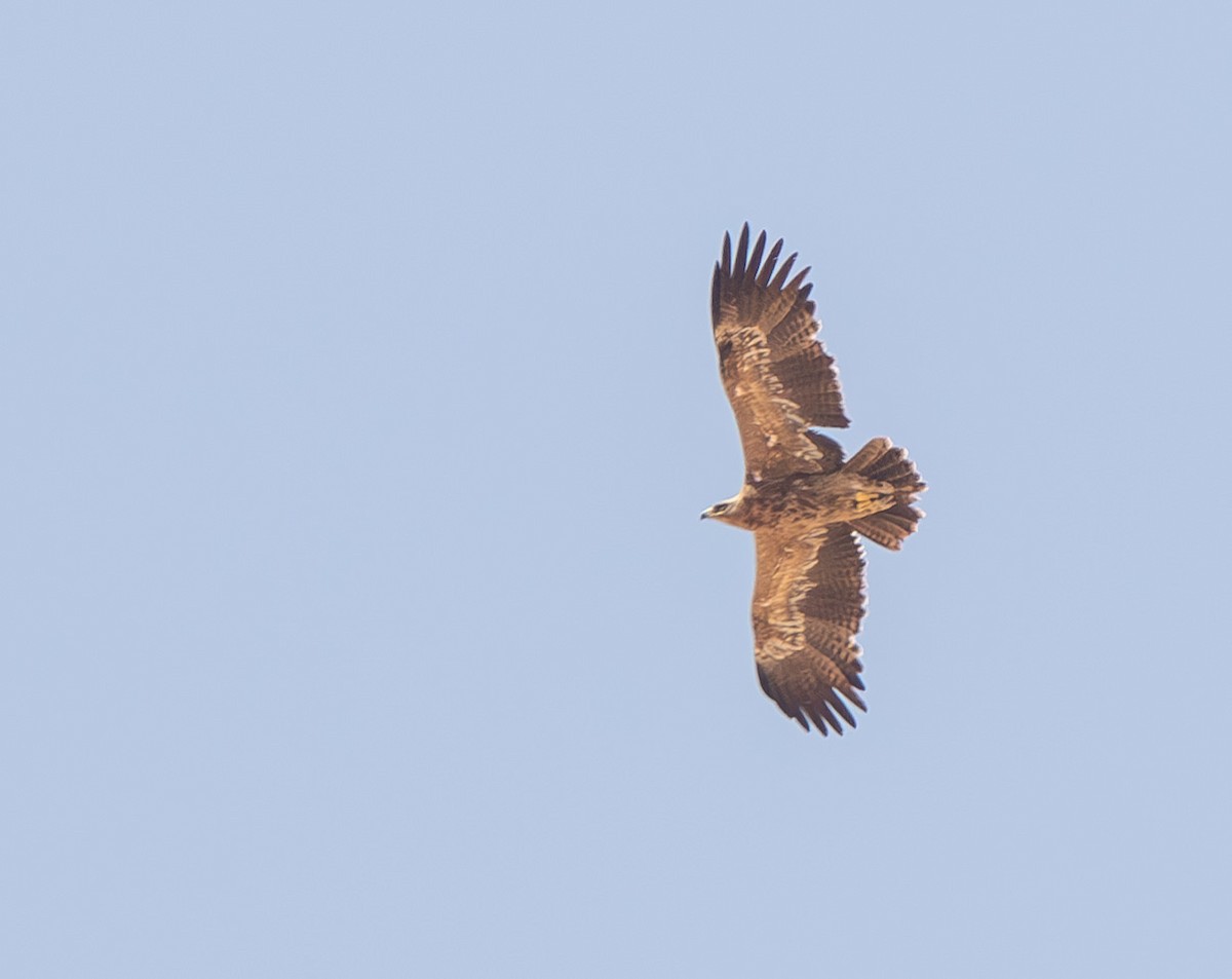 Steppe Eagle - Veikko Salo