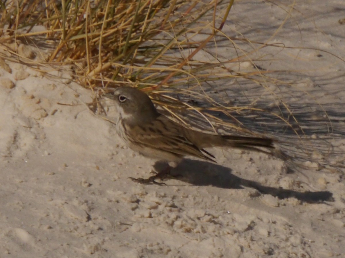 Sagebrush Sparrow - ML610011050