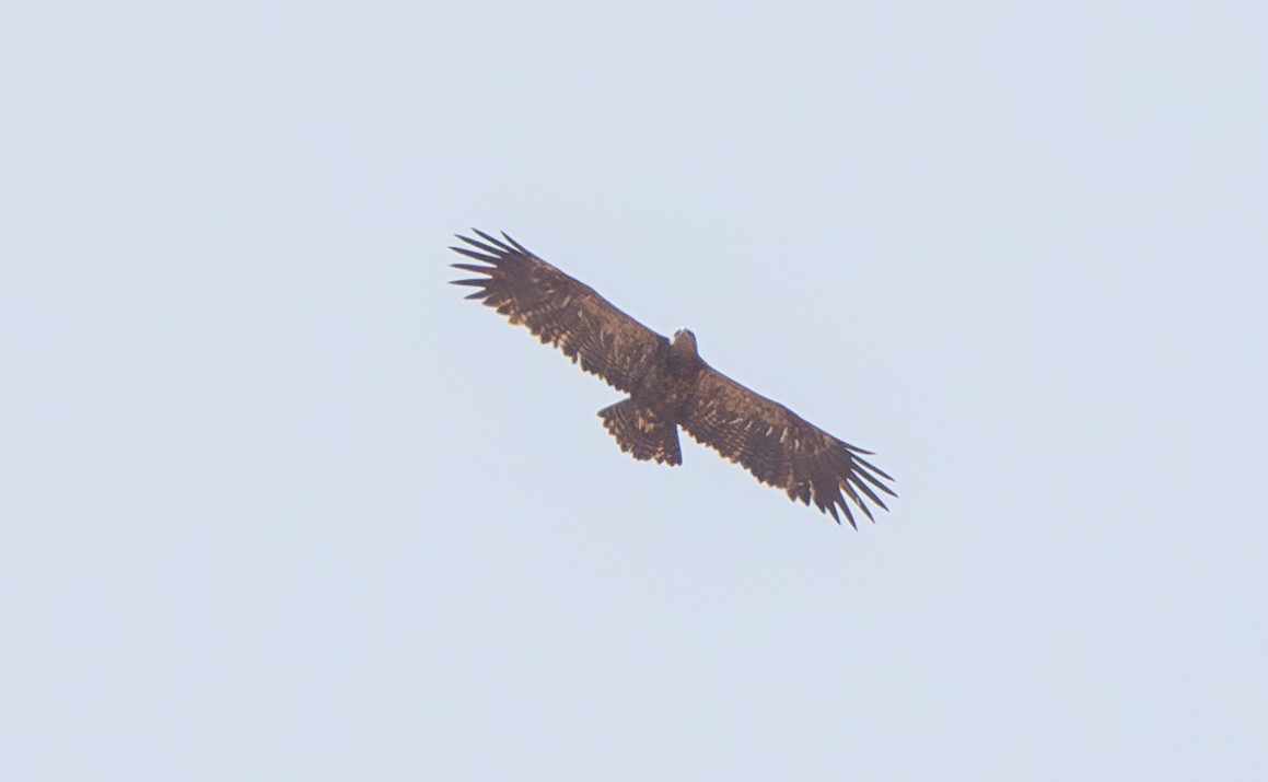 Águila Esteparia - ML610011051