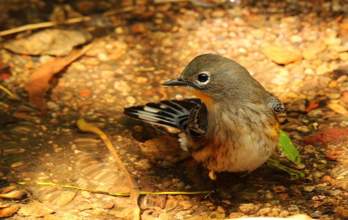 Kronenwaldsänger (Audubonwaldsänger) - ML610011055