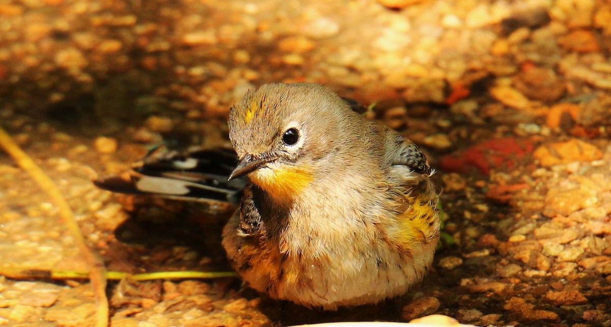 Yellow-rumped Warbler (Audubon's) - ML610011056