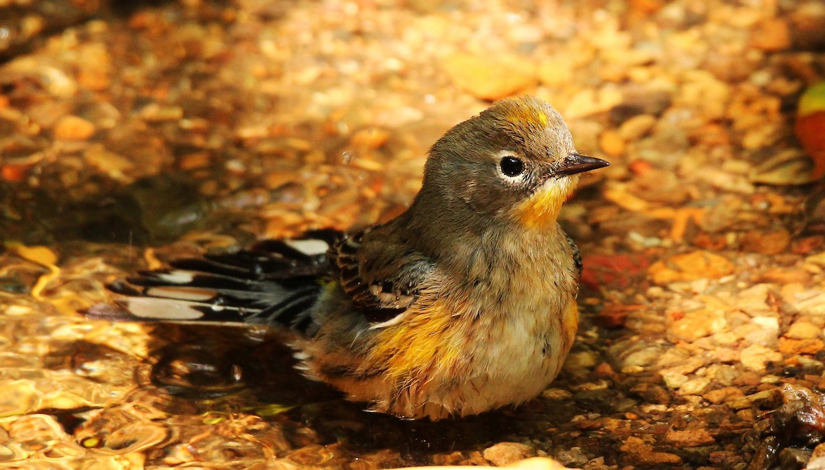 Kronenwaldsänger (Audubonwaldsänger) - ML610011059