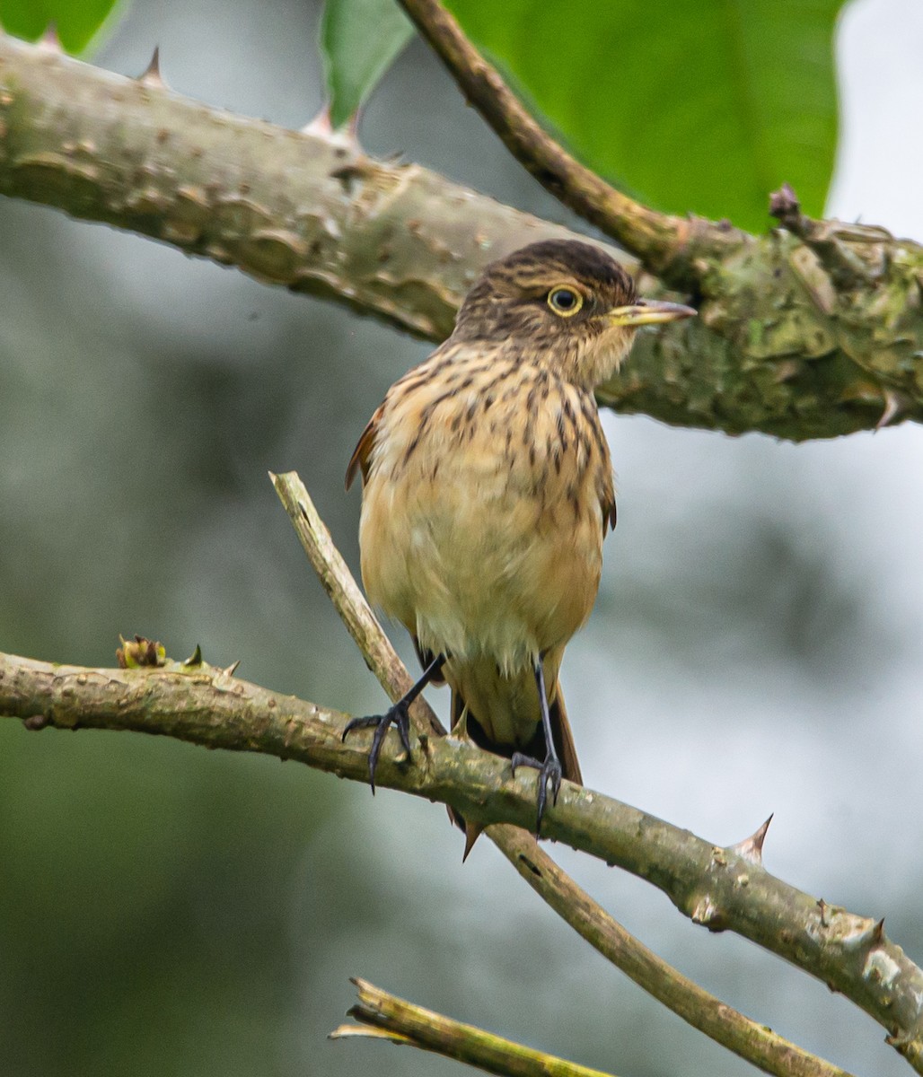 Spectacled Tyrant - ML610011065