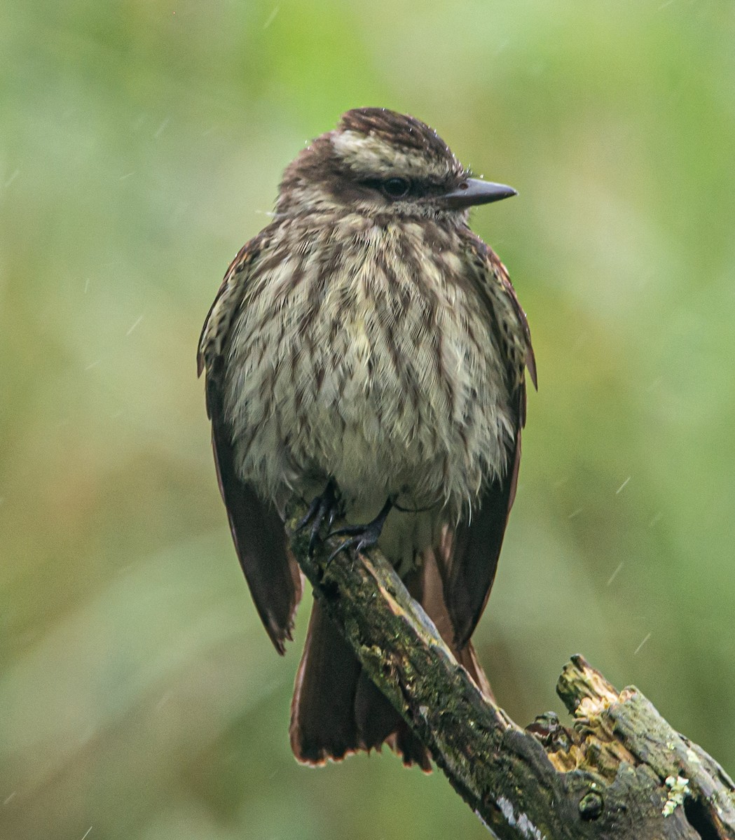 Variegated Flycatcher - Lucas Gusso