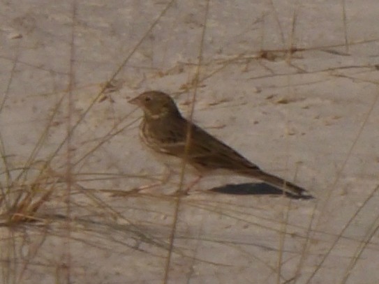 Vesper Sparrow - ML610011087