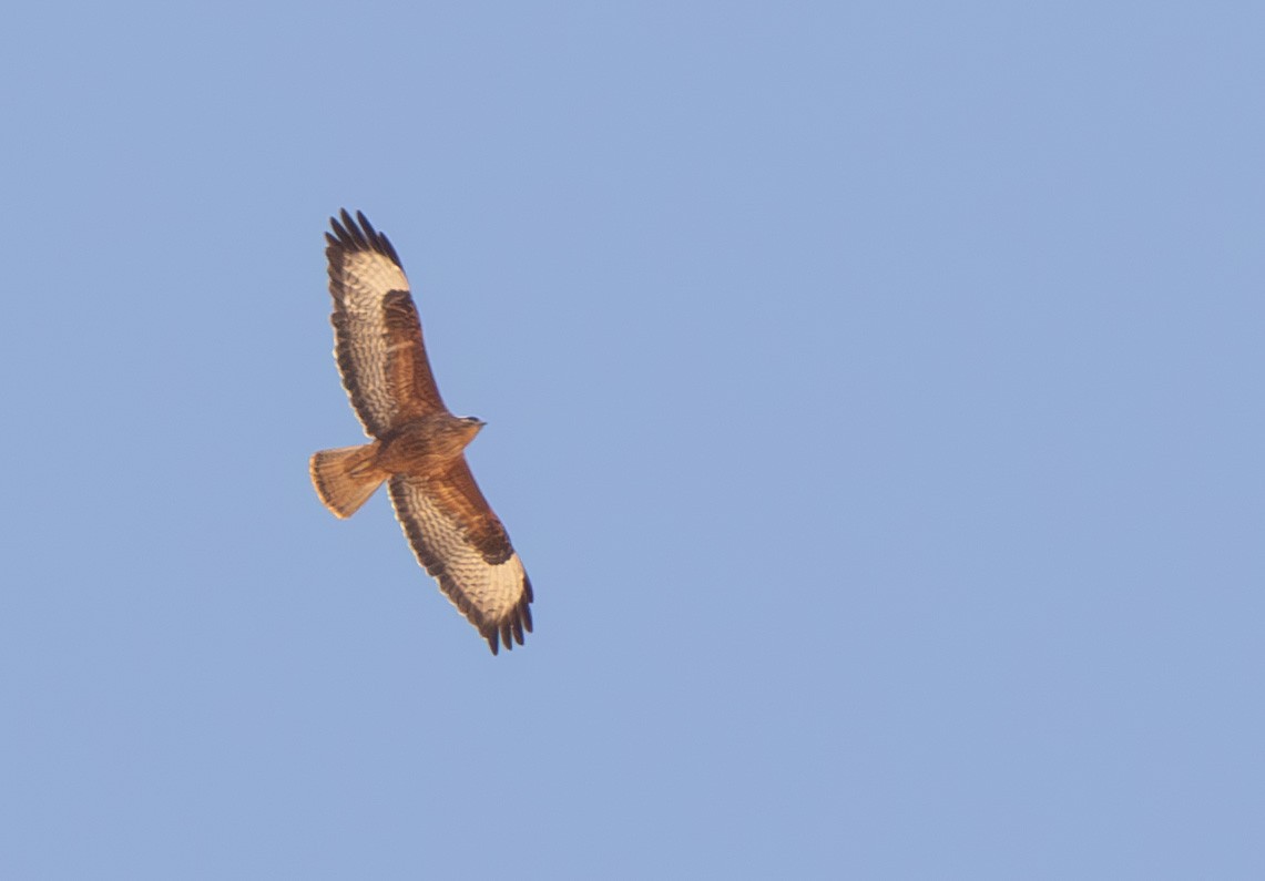 Common Buzzard (Steppe) - ML610011088