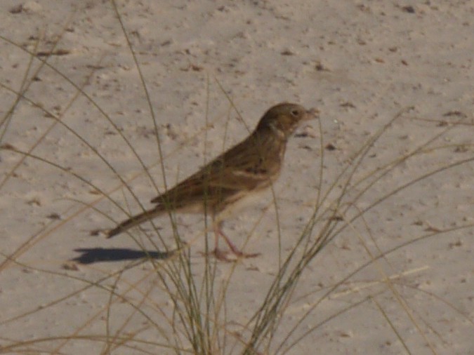 Vesper Sparrow - ML610011102