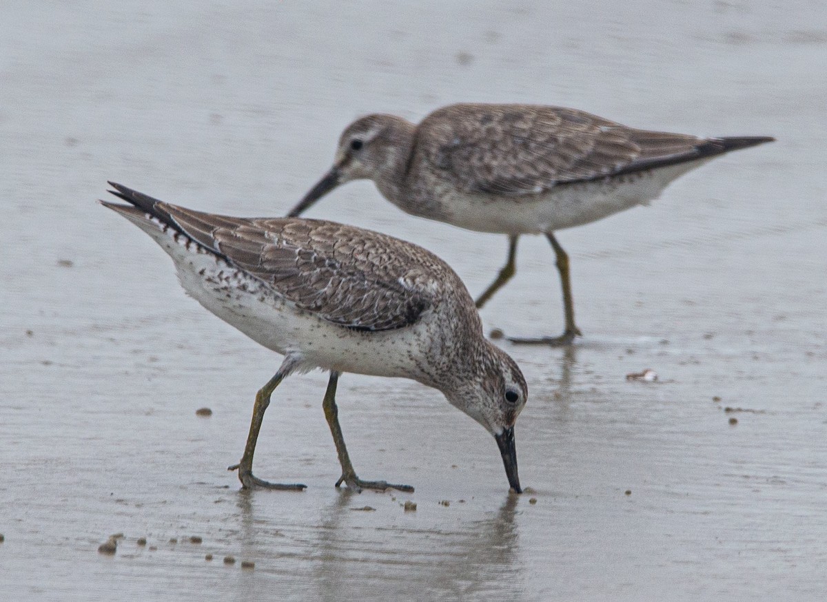 Red Knot - ML610011105